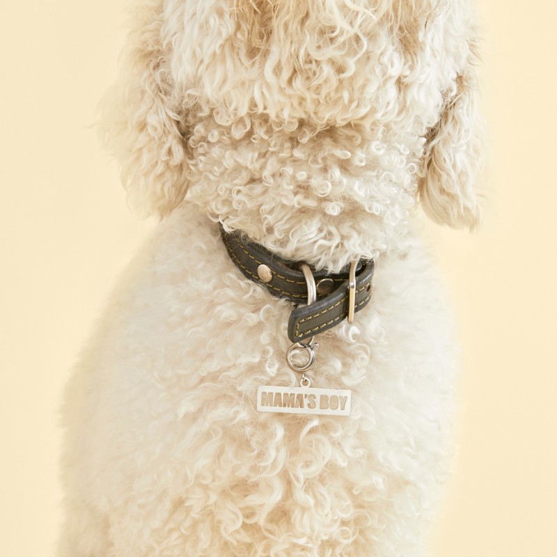 "Mama's Boy" Pet Tag