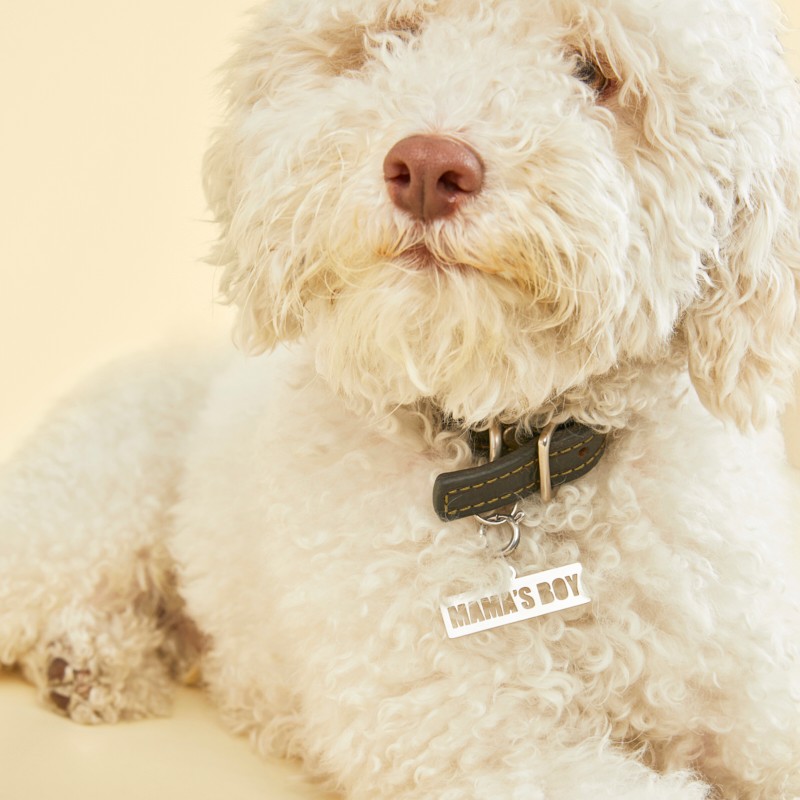 "Mama's Boy" Pet Tag
